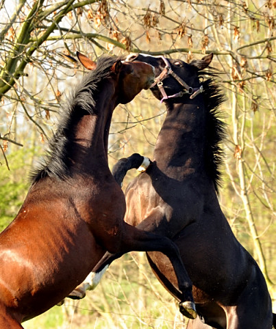 Unsere zweijhrigen Hengste - Foto: Beate Langels