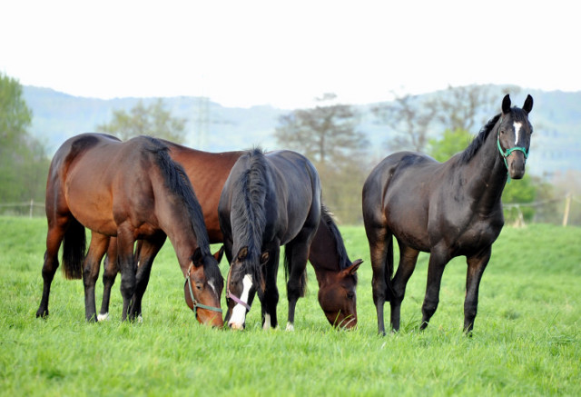 Unsere zweijhrigen Hengste - Foto: Beate Langels
