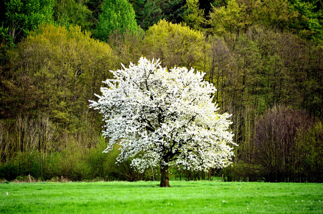 Unsere tragenden Stuten im April 2014 - Foto: Beate Langels