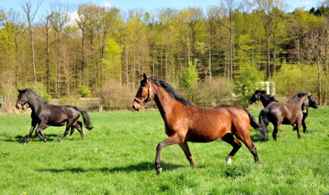 Unsere tragenden Stuten im April 2014 - Foto: Beate Langels