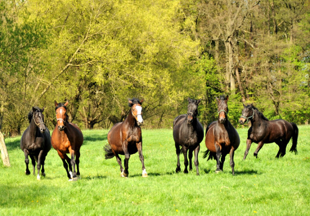 Unsere tragenden Stuten im April 2014 - Foto: Beate Langels