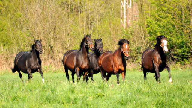 Unsere tragenden Stuten im April 2014 - Foto: Beate Langels