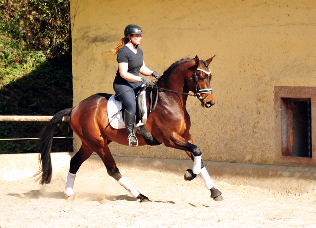 Karakallis von High Motion x Hofrat - Mitte April 2020 in Hmelschenburg - Trakehner Gestt Hmelschenburg - Beate Langels