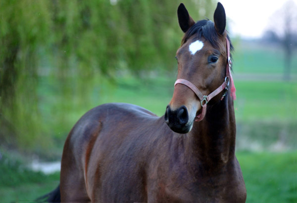 Der erste Tag nach dem Weideaustrieb 2jhrige Trakehner Hengst von Freudenfest x Lauries Crusador xx - in Hmelschenburg - 18. April 2012 - Foto: Beate Langels - Trakehner Gestt Hmelschenburg