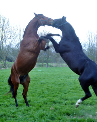 Der erste Tag nach dem Weideaustrieb 2jhrige Trakehner Hengste von Freudenfest und Shavalou - in Hmelschenburg - 18. April 2012 - Foto: Beate Langels - Trakehner Gestt Hmelschenburg