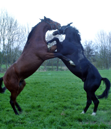 Der erste Tag nach dem Weideaustrieb 2jhrige Trakehner Hengste in Hmelschenburg - 18. April 2012 - Foto: Beate Langels - Trakehner Gestt Hmelschenburg