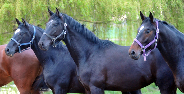 Der erste Tag nach dem Weideaustrieb 2jhrige Trakehner Hengste in Hmelschenburg - 18. April 2012 - Foto: Beate Langels - Trakehner Gestt Hmelschenburg