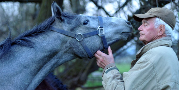 Der erste Tag nach dem Weideaustrieb 2jhrige Trakehner Hengste in Hmelschenburg - 18. April 2012 - Foto: Beate Langels - Trakehner Gestt Hmelschenburg