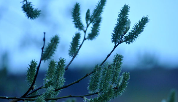 Der erste Tag nach dem Weideaustrieb 2jhrige Trakehner Hengste in Hmelschenburg - 18. April 2012 - Foto: Beate Langels - Trakehner Gestt Hmelschenburg