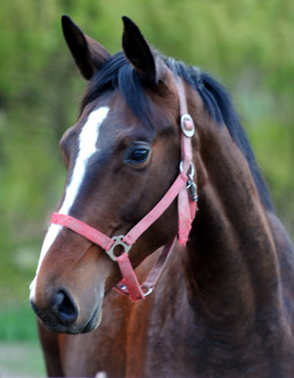 Der erste Tag nach dem Weideaustrieb 2jhriger Trakehner Hengst KARALINO von Summertime u.d. Karalina v. Exclusiv in Hmelschenburg - 18. April 2012 - Foto: Beate Langels - Trakehner Gestt Hmelschenburg