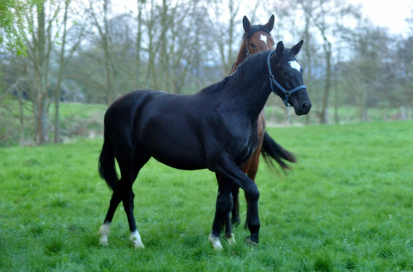 Der erste Tag nach dem Weideaustrieb 2jhriger Trakehner Hengst von Shavalou u.d. Greta Garbo v. Alter Fritz in Hmelschenburg - 18. April 2012 - Foto: Beate Langels - Trakehner Gestt Hmelschenburg