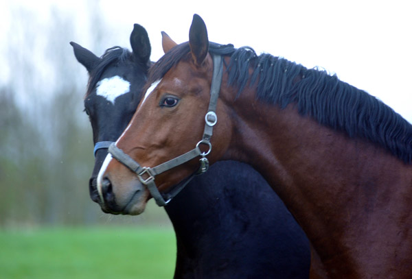 Der erste Tag nach dem Weideaustrieb 2jhriger Trakehner Hengst von Freudenfest u.d. Pr.u.StPrSt Tavolara v. Exclusiv in Hmelschenburg - 18. April 2012 - Foto: Beate Langels - Trakehner Gestt Hmelschenburg