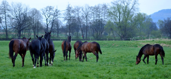 Der erste Tag nach dem Weideaustrieb 2jhrige Trakehner Hengste in Hmelschenburg  - 18. April 2012 - Foto: Beate Langels - Trakehner Gestt Hmelschenburg