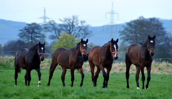 Der erste Tag nach dem Weideaustrieb 2jhrige Trakehner Hengste in Hmelschenburg v.re.n.li. Shavalou x Manhattan, Summertime x Exclusiv, Freudenfest x Lauries Crusador xx und Exclusiv x Showmaster - 18. April 2012 - Foto: Beate Langels - Trakehner Gestt Hmelschenburg