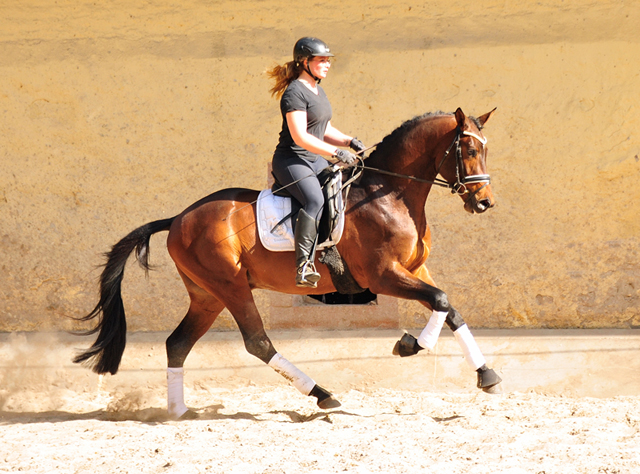 Karakallis von High Motion x Hofrat - Mitte April 2020 in Hmelschenburg - Trakehner Gestt Hmelschenburg - Beate Langels