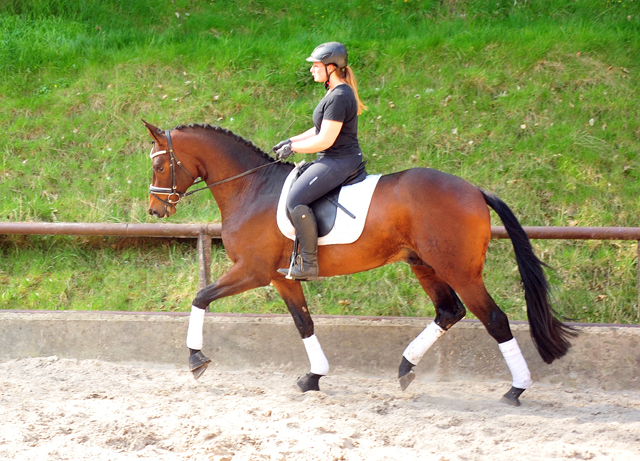 Karakallis von High Motion x Hofrat - Mitte April 2020 in Hmelschenburg - Trakehner Gestt Hmelschenburg - Beate Langels