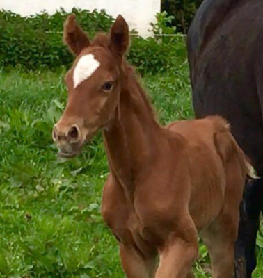 Hengstfohlen von High Motion x Wolkentanz - Foto: Markus Walter