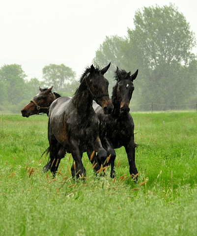 Die zweijhrigen Hengste am 18. Mai 2017 - Trakehner Gestt Hmelschenburg - Foto: Beate Langels