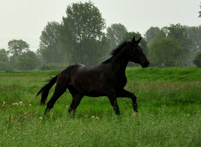 Die zweijhrigen Hengste am 18. Mai 2017 - Trakehner Gestt Hmelschenburg - Foto: Beate Langels