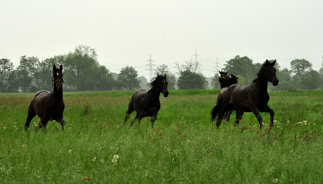Die zweijhrigen Hengste am 18. Mai 2017 - Trakehner Gestt Hmelschenburg - Foto: Beate Langels