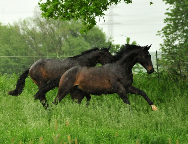 Die zweijhrigen Hengste am 18. Mai 2017 - Trakehner Gestt Hmelschenburg - Foto: Beate Langels