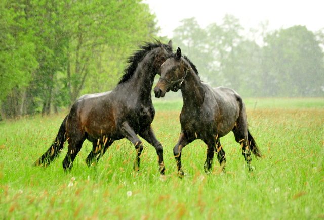 Die zweijhrigen Hengste am 18. Mai 2017 - Trakehner Gestt Hmelschenburg - Foto: Beate Langels
