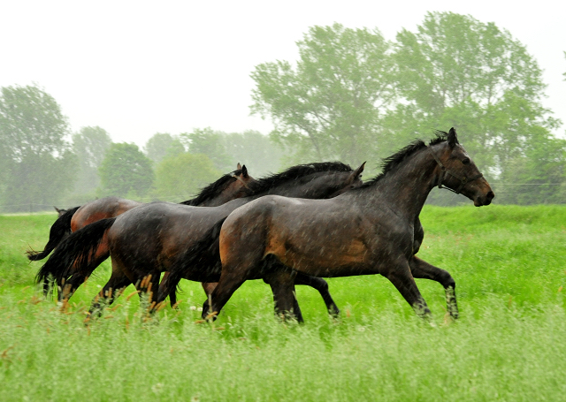 Die zweijhrigen Hengste am 18. Mai 2017 - Trakehner Gestt Hmelschenburg - Foto: Beate Langels