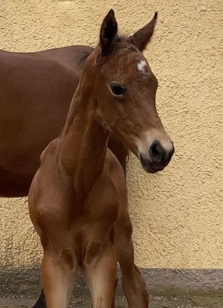 Trakehner colt by Preuen Party out of Giulietta by Saint Cyrr x Red Patrick xx - Foto Elea