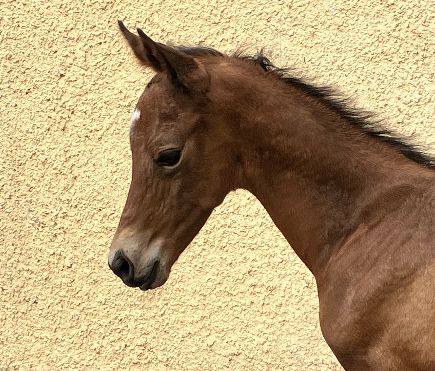 Trakehner colt by Preuen Party out of Giulietta by Saint Cyrr x Red Patrick xx - Foto Beate Langels
