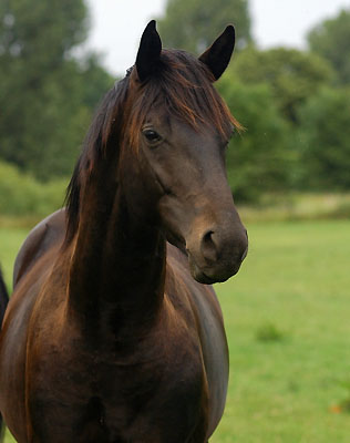 Hengst von Summertime u.d. Sankt Helena v. Alter Fritz
