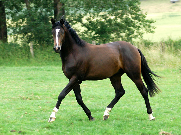 2jhrier Hengst von Kostolany - Exclusiv - Enrico Caruso