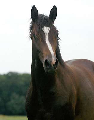 Hengst von Kostolany u.d. Elitestute Schwalbenspiel v. Exclusiv