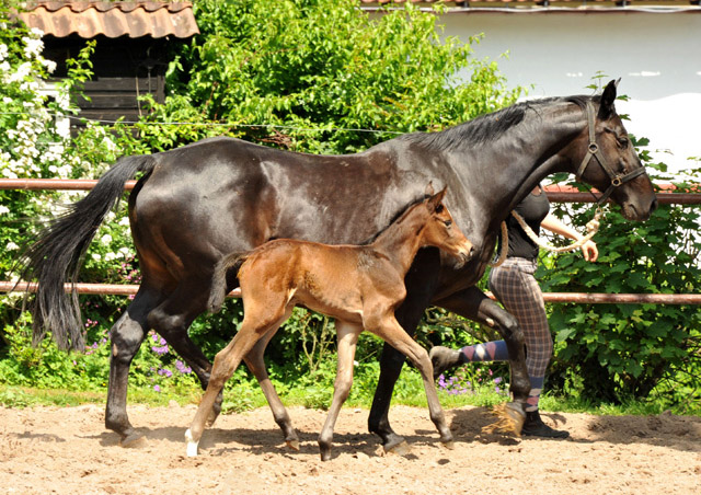 Stutfohlen von Exclusiv u.d. Vicenza v. Showmaster - Trakehner Gestt Hmelschenburg