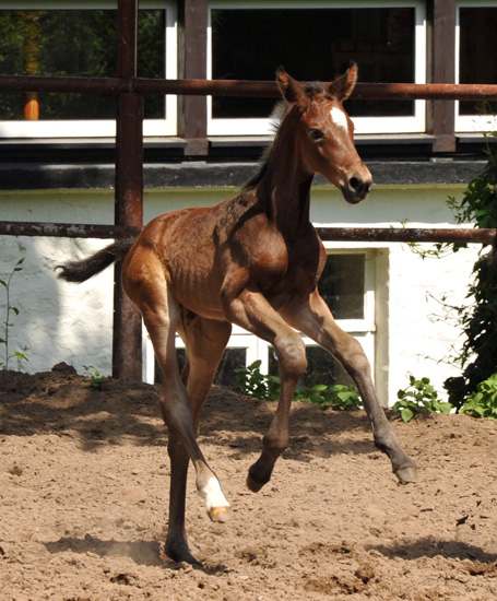 Stutfohlen von Exclusiv u.d. Vicenza v. Showmaster - Trakehner Gestt Hmelschenburg