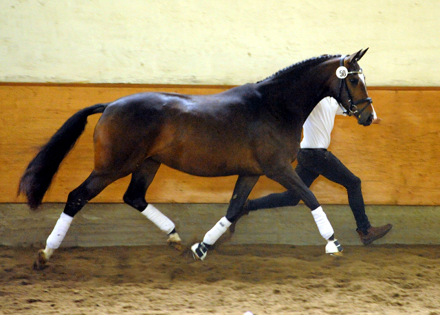 Tacyra v. Saint Cyr u.d. Pr.u.StPrSt. Tavolara v. Excusiv  - Foto: Beate Langels -  
Trakehner Gestt Hmelschenburg