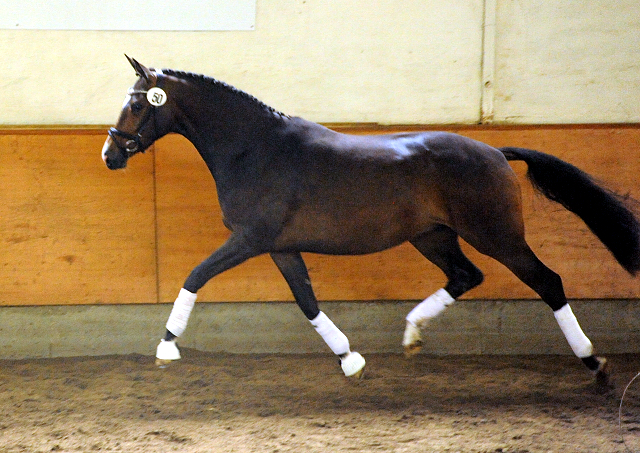 Tacyra v. Saint Cyr u.d. Pr.u.StPrSt. Tavolara v. Excusiv  - Foto: Beate Langels -  
Trakehner Gestt Hmelschenburg