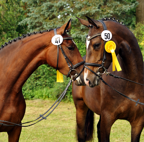 Krida und Tacyra v. Saint Cyr u.d. Pr.u.StPrSt. Tavolara v. Excusiv  - Foto: Beate Langels -  
Trakehner Gestt Hmelschenburg