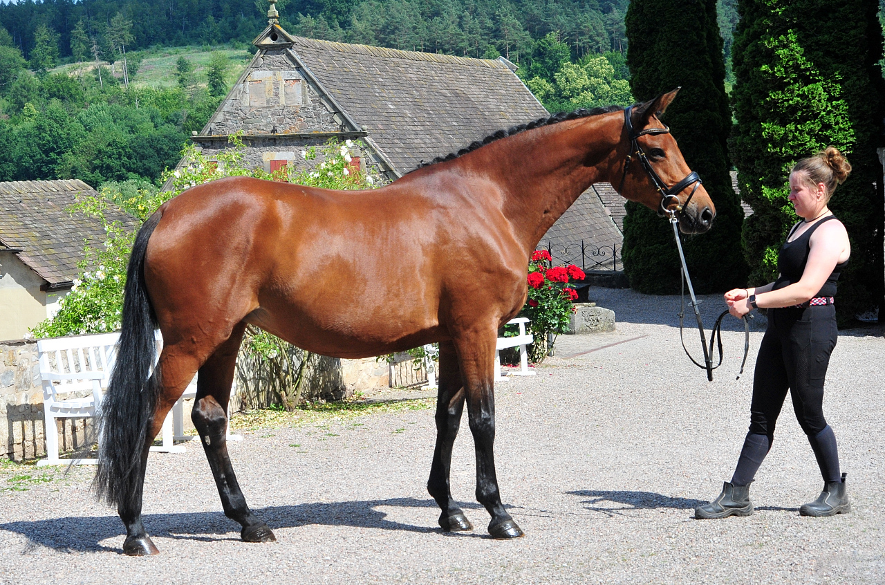 Pr.St. Schwalbe's Beauty - Trakehner Stute von High Motion u.d. Schwalbenlicht v. Imperio - Trakehner Gestt Hmelschenburg - Beate Langels