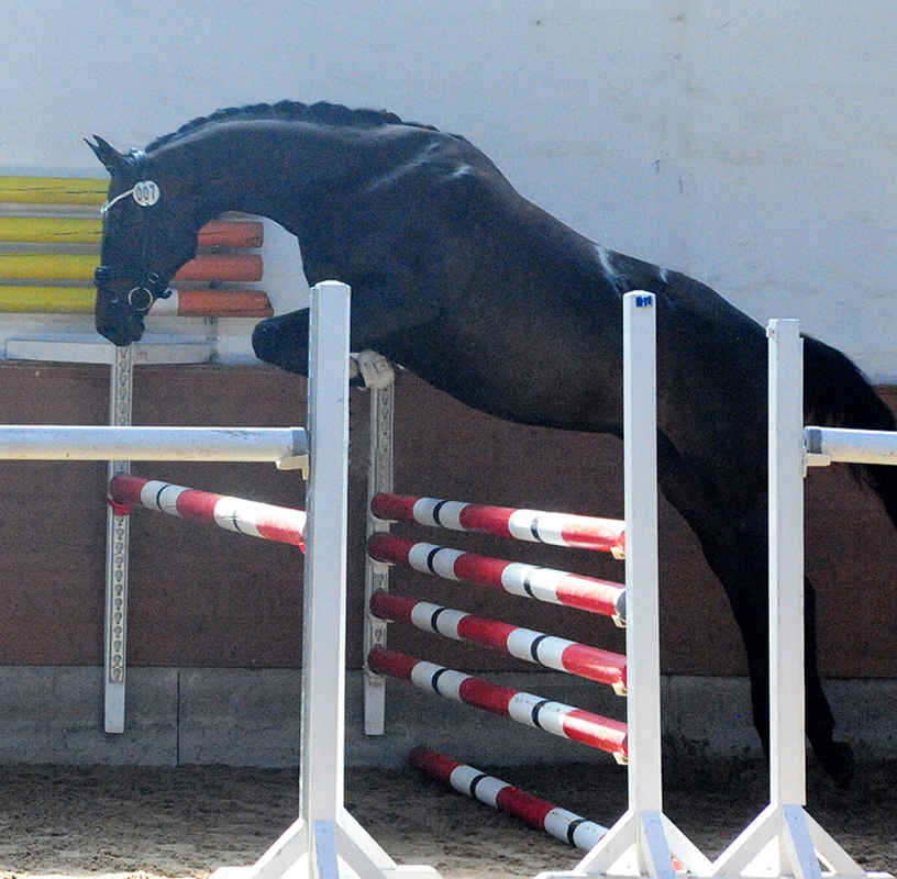 Impressionen - Juni 2025 - Trakehner Gestt Hmelschenburg  - Foto: Beate Langels