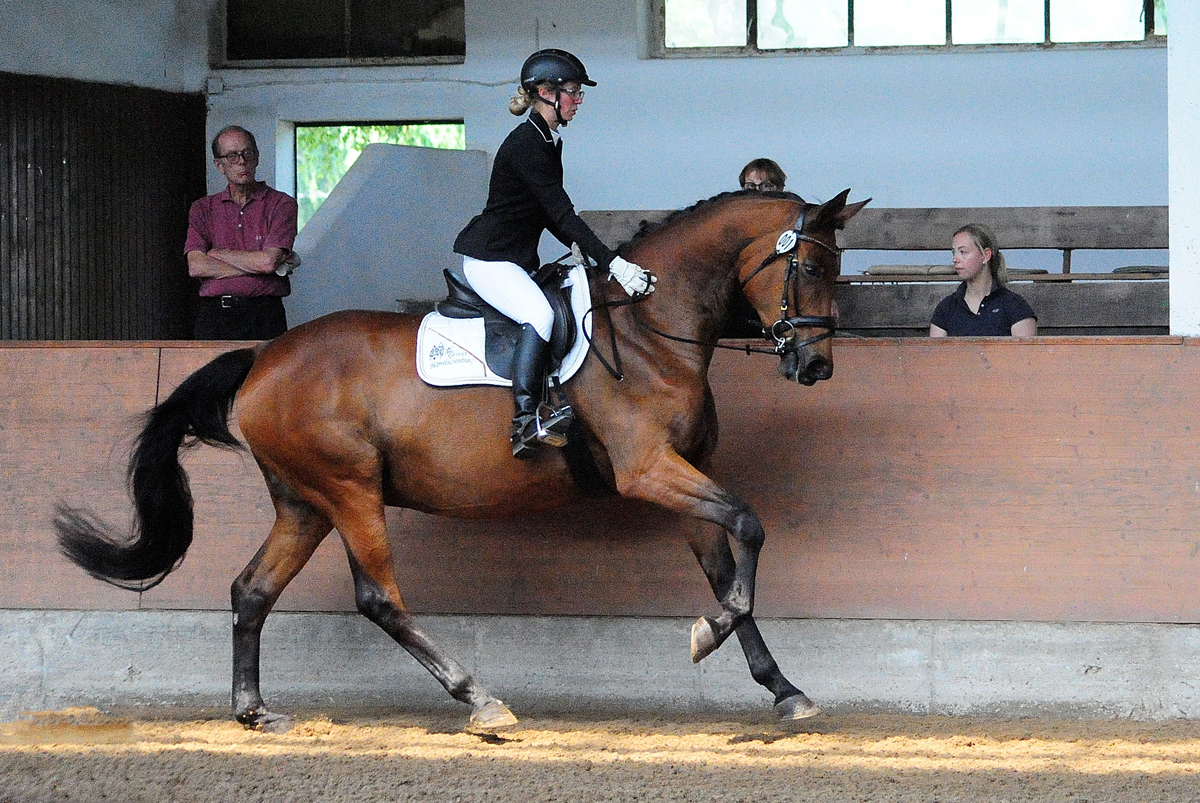 Pr.St. Schwalbe's Beauty - Trakehner Stute von High Motion u.d. Schwalbenlicht v. Imperio - Trakehner Gestt Hmelschenburg - Beate Langels