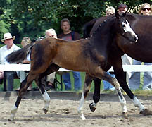 Hengstfohlen von Freudenfest u.d. Sankt Helena v. Alter Fritz u.d. Elitestute Schwalbenspiel v. Exclusiv