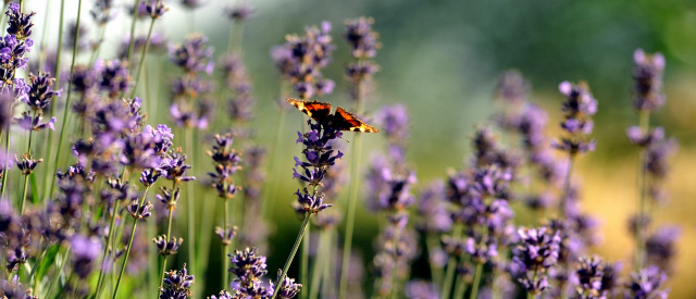 Hmelschenburg 18.07.2015 - Foto Beate Langels - Gestt Hmelschenburg