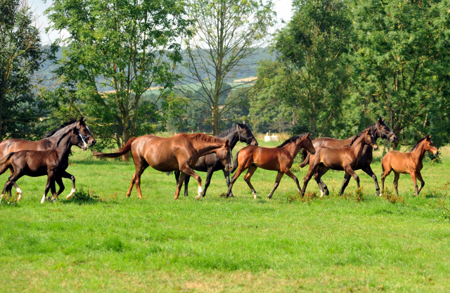 Hmelschenburger Stuten und Fohlen am 18.07.2015 - Foto Beate Langels - Gestt Hmelschenburg