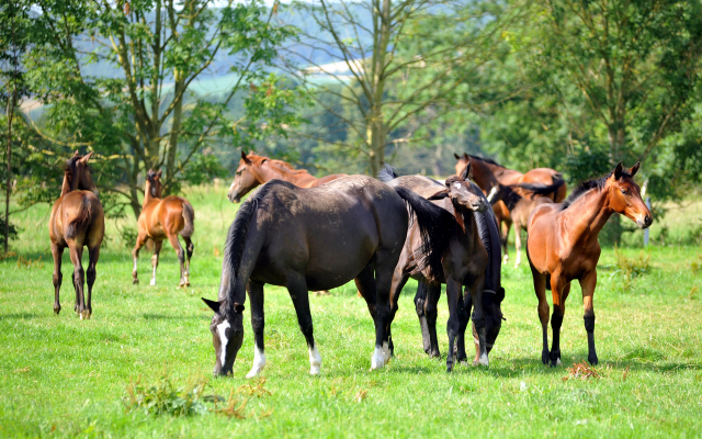 Hmelschenburger Stuten und Fohlen18.07.2015 - Foto Beate Langels - Gestt Hmelschenburg
