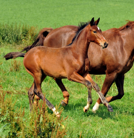 Hengstfohlen von Summertime u.d. Klassiv v. Freudenfest am 18.07.2015 - Foto Beate Langels - Gestt Hmelschenburg