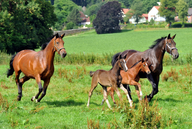 Giulietta v. Saint Cyr mit Stutfohlen von Alter Fritz und Beloved v. Kostolany mit Hengstfohlen von Oliver Twist am 18.07.2015 - Foto Beate Langels - Gestt Hmelschenburg