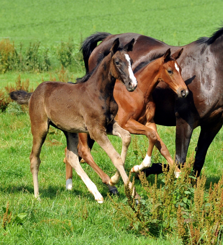 Fohlen von Alter Fritz und Oliver Twist am 18.07.2015 - Foto Beate Langels - Gestt Hmelschenburg