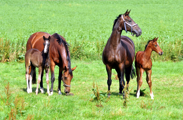 Giulietta v. Saint Cyr mit Stutfohlen von Alter Fritz und Beloved v. Kostolany mit Hengstfohlen von Oliver Twist  am 18.07.2015 - Foto Beate Langels - Gestt Hmelschenburg