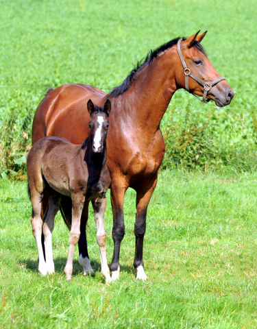 Giulietta v. Saint Cyr mit Stutfohlen von Alter Fritz am 18.07.2015 - Foto Beate Langels - Gestt Hmelschenburg