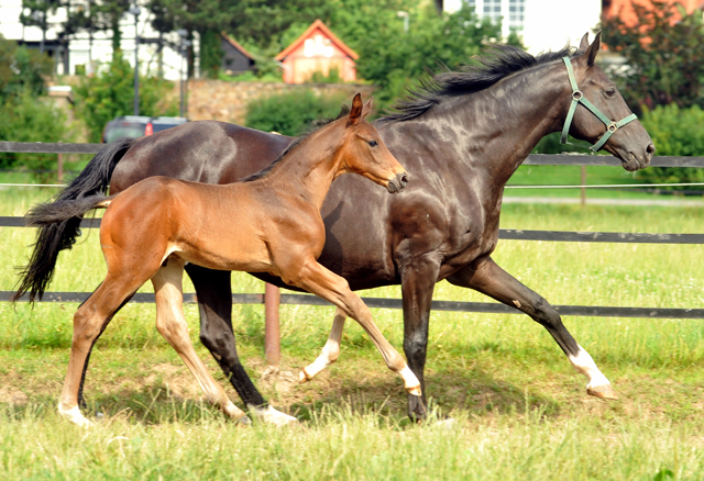 Pr.u.StPrSt. Vittoria v. Exclusiv mit Hengstfohlen von Touch my Heart am 18.07.2015 - Foto Beate Langels - Gestt Hmelschenburg